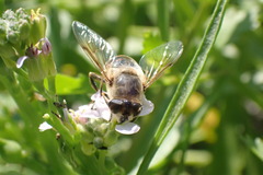 Eristalis tenax