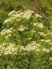 Doellingeria umbellata