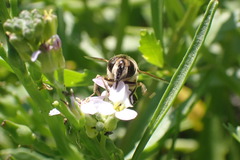 Eristalis tenax