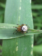 Bijoaraneus komachi