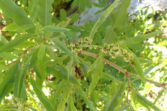Rumex