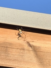 Argiope bruennichi