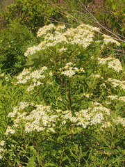 Doellingeria umbellata