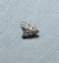 Elophila obliteralis