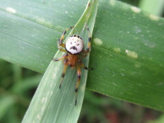 Bijoaraneus komachi