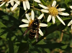 Vespula vidua