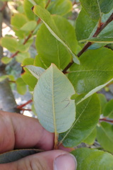 Salix
