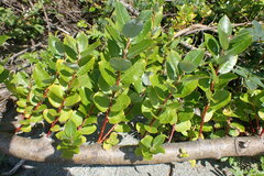 Salix