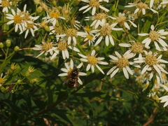 Doellingeria umbellata