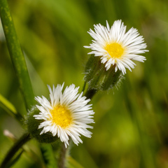 Erigeron lonchophyllus