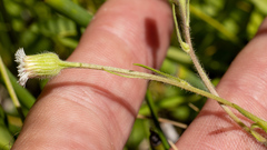 Erigeron lonchophyllus