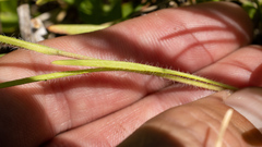 Erigeron lonchophyllus