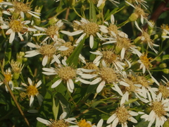 Doellingeria umbellata