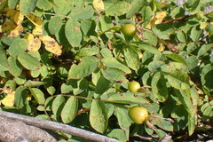 Rosa nutkana