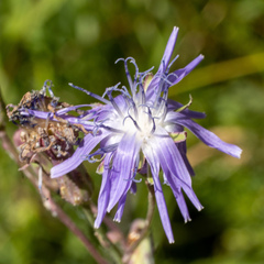 Lactuca pulchella