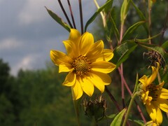 Helianthus giganteus