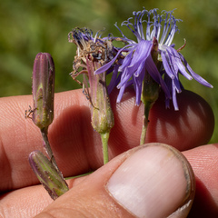 Lactuca pulchella