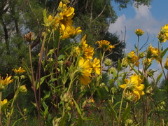 Helianthus giganteus