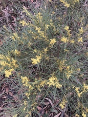 Acacia mucronata