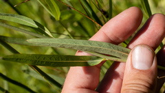 Lactuca pulchella