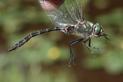 Somatochlora hudsonica