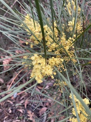 Acacia mucronata