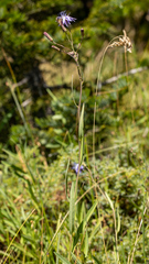 Lactuca pulchella