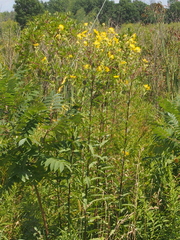 Helianthus giganteus