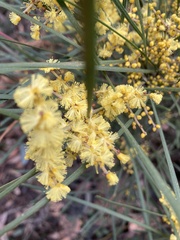 Acacia mucronata