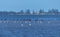 Threskiornis molucca
