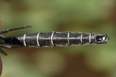 Somatochlora hudsonica