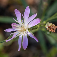 Stephanomeria lactucina