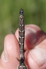 Somatochlora hudsonica