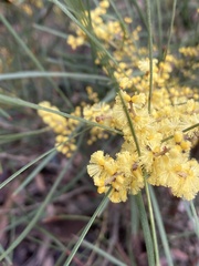 Acacia mucronata