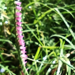 Spiranthes australis