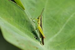 Oxyini
