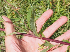 Helianthus giganteus