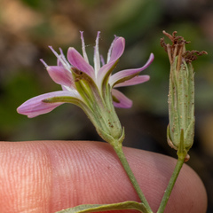 Stephanomeria lactucina