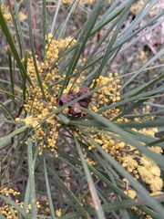 Acacia mucronata