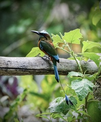 Eumomota superciliosa