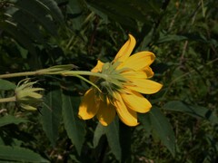 Helianthus giganteus