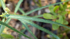 Stephanomeria lactucina