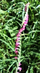 Spiranthes australis