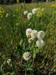 Trifolium montanum