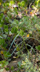 Stephanomeria lactucina