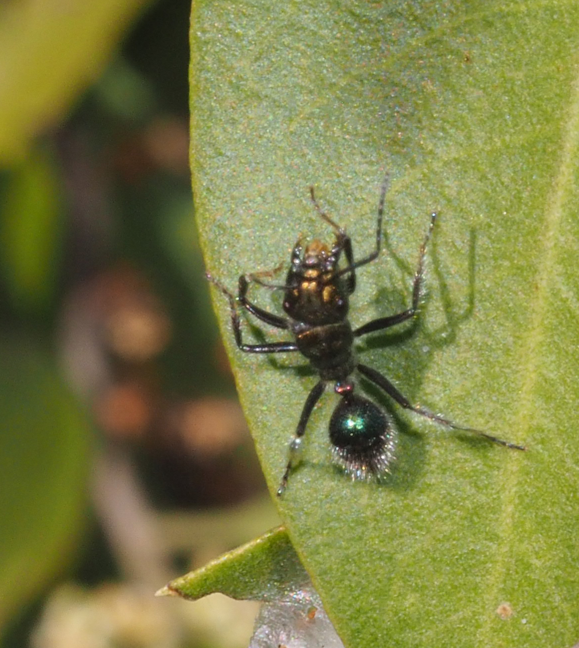 Calomyrmex splendidus