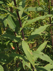 Helianthus giganteus