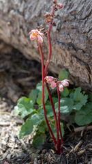 Pyrola aphylla