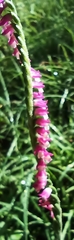 Spiranthes australis