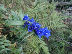 Gentiana asclepiadea